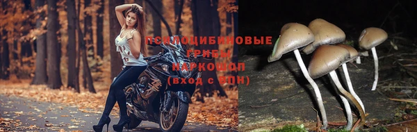ПСИЛОЦИБИНОВЫЕ ГРИБЫ Абаза